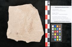 Foto (Objekt + Etikett) von Peridermium taxodii Ettingshausen (NHMW-GEO-2024-0188-6382)